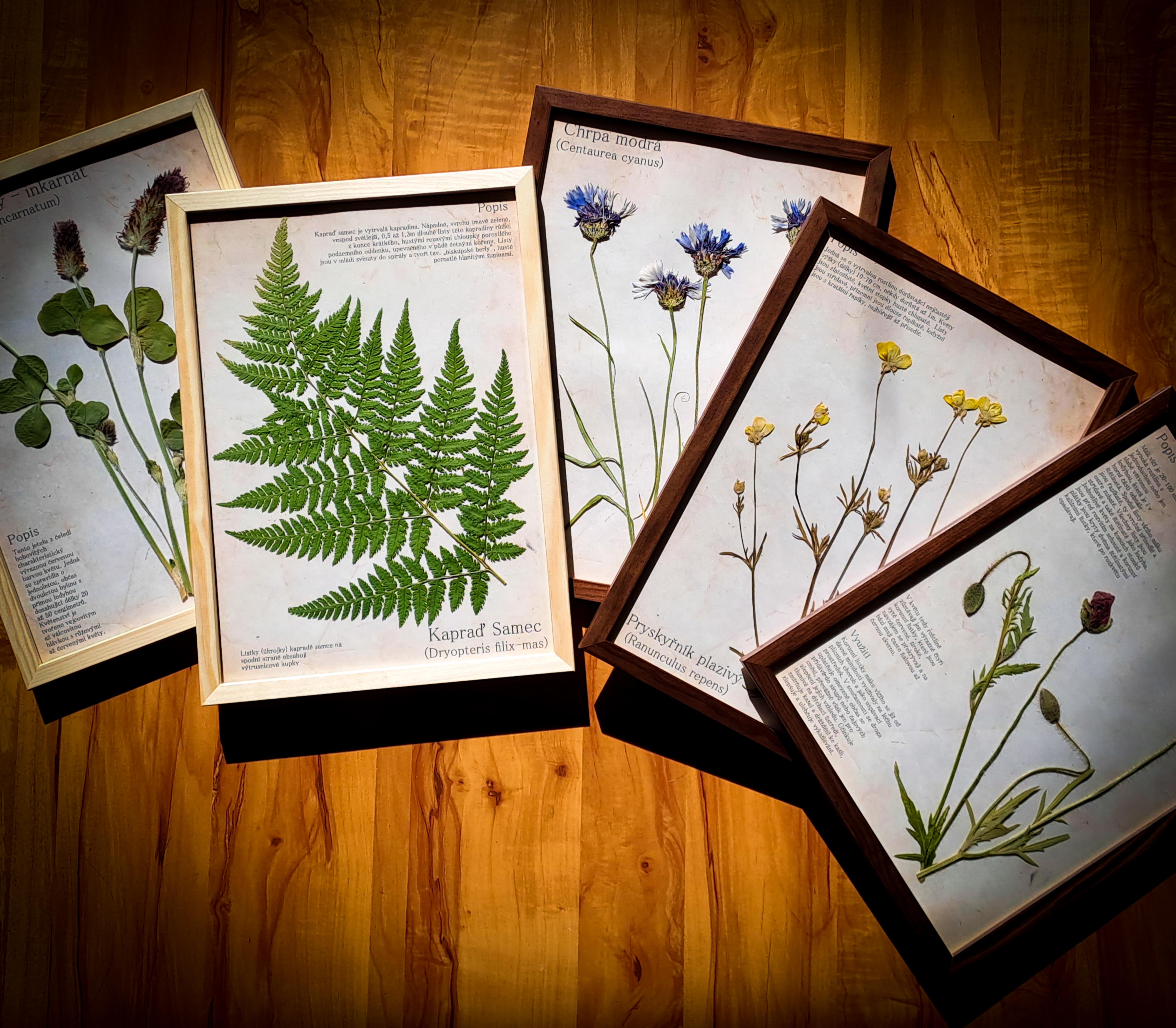 Herbářové obrázky