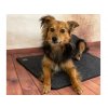 2295 1 2627 1 vyhrevna podlozka pro psy thermodog 3523000 topny koberec 40x60cm