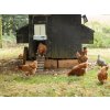 4595 13 komplet automatickeho otevirani a zavirani kurniku chicken guard all in one 16