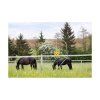 lapac much kbelikovy flycage6 vcetne navnady