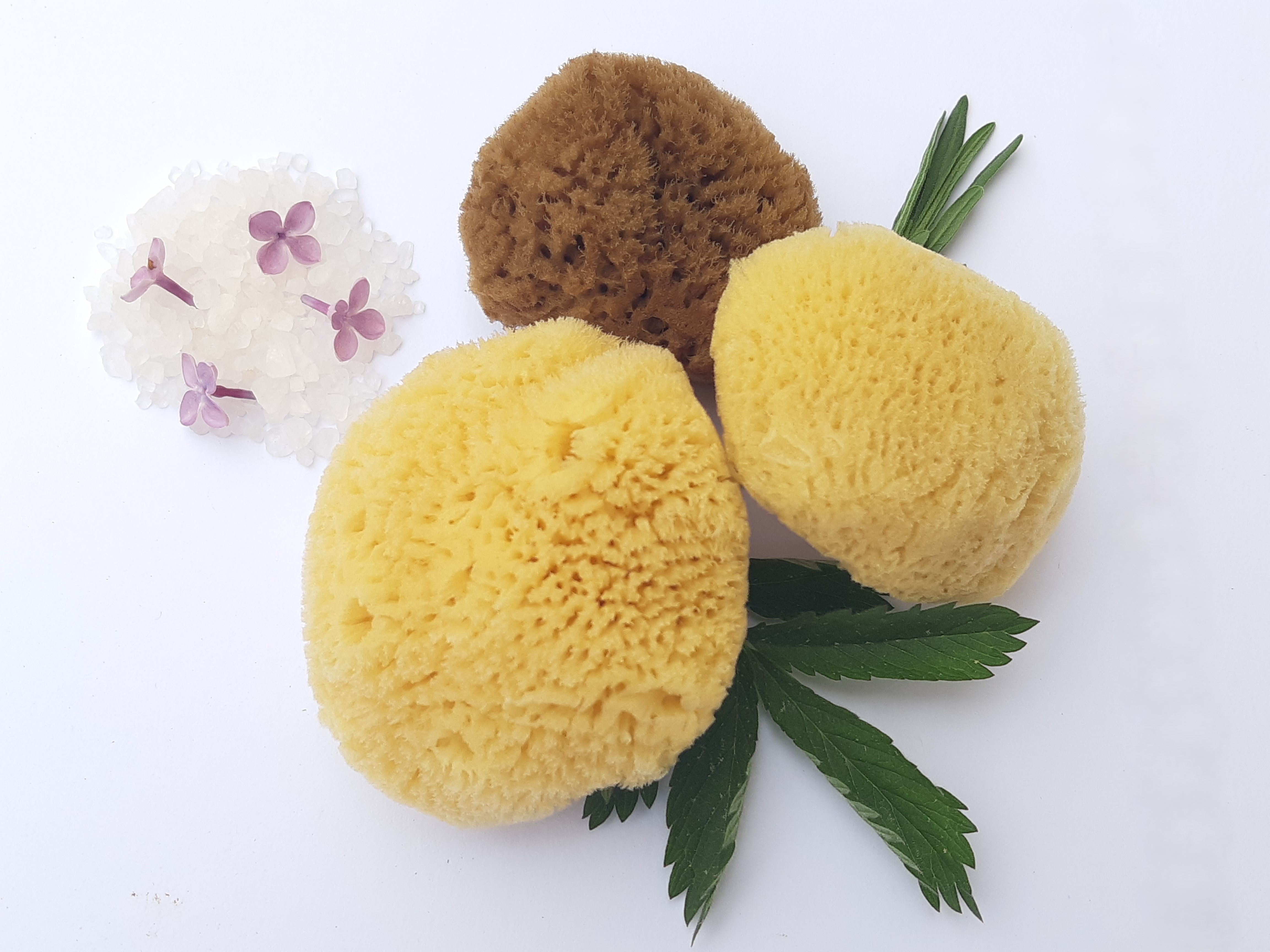 Výběr mořské houby a benefity jejího používání