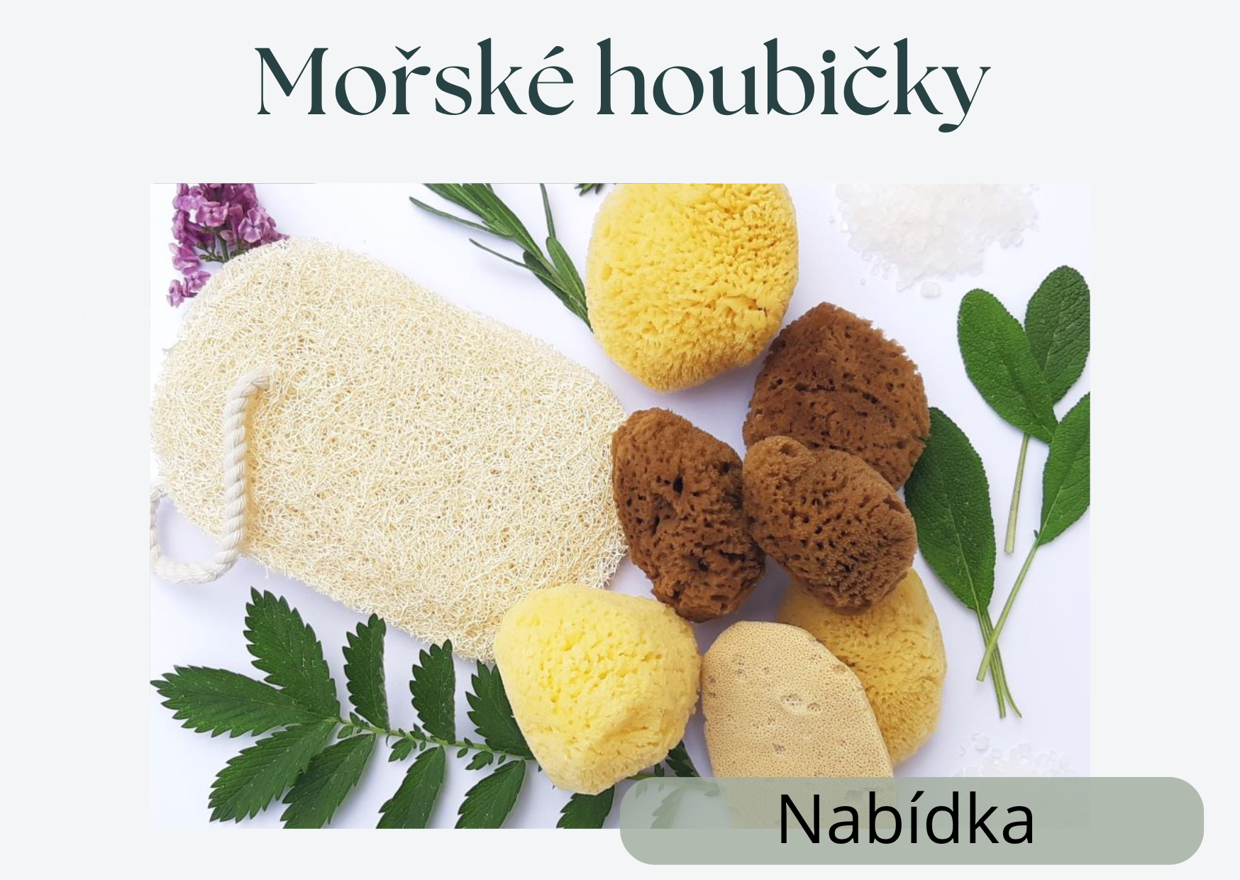 morské-houbicky