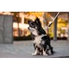 CURLI Postroj pro psy se sponou Air-Mesh Black XS, 3-5 kg