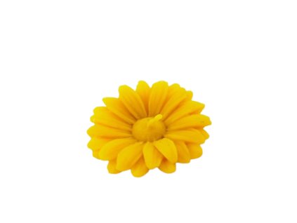 216 kvet gerbery removebg preview