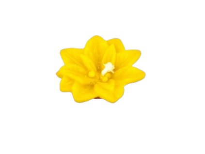 219 kvet leknin plovouci removebg preview