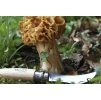 Houbařský kapesní nůž OPINEL N°08