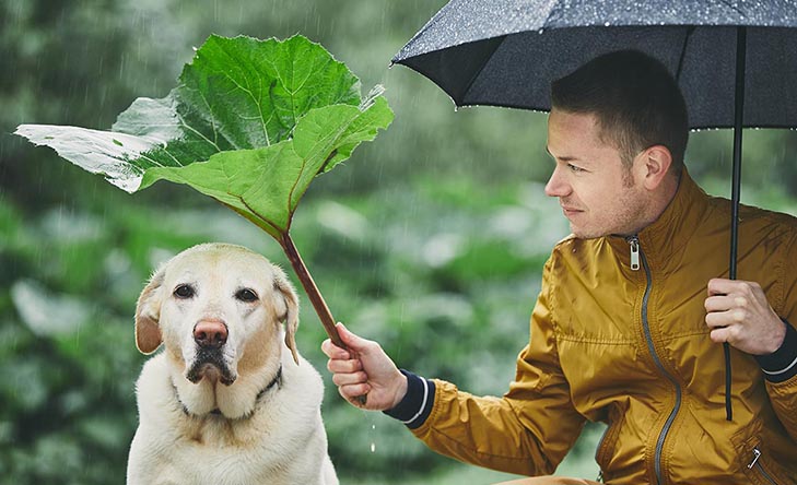 déšť
