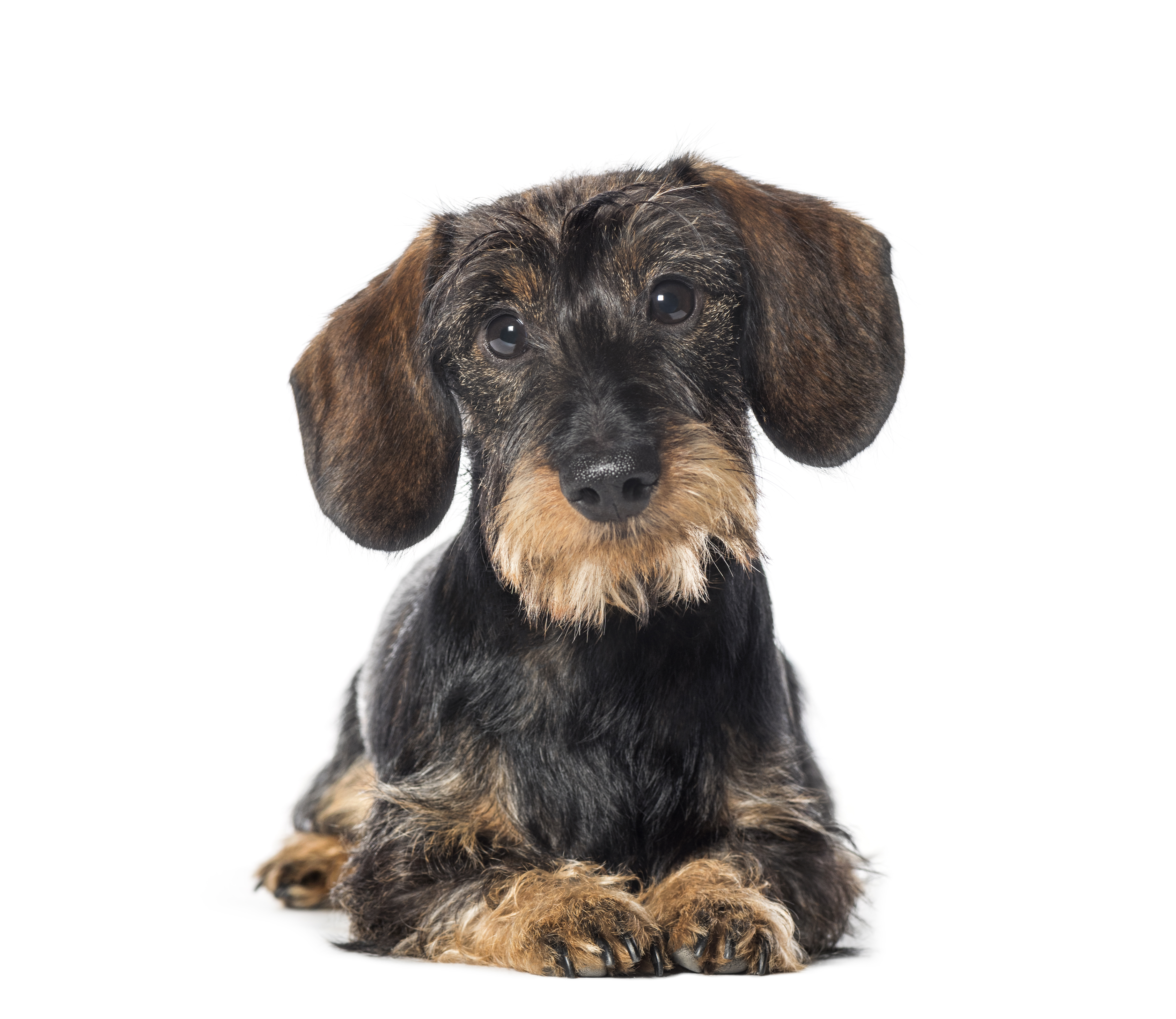 dachshund-badger-dog-sausage-dog-wiener-dog-lying--5M7NSW8