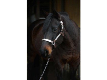 western show halter with silver and chain 0 d3WEwNg