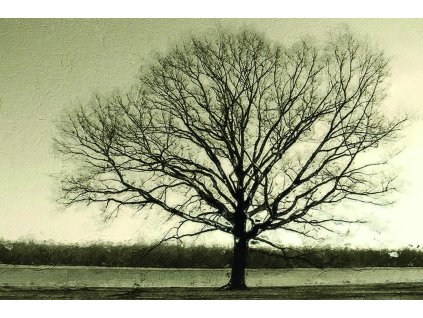 Obraz Strom v samotě - Obraz na plátně