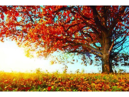 Obraz Podzimní strom - Obraz na plátně