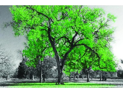 Obraz Strom se zeleným listím - Obraz na plátně