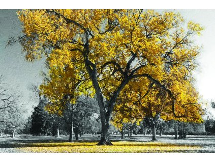 Obraz Černobílý strom se žlutým listím - Obraz na plátně