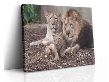 0604 Canvas H image vr.