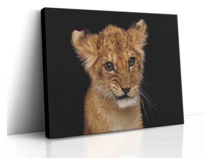 0615 Canvas H image vr.