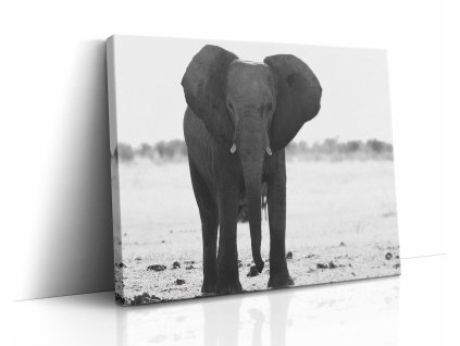 Majestátní černobílý slon v divoké přírodě, umělecký obraz na plátně evokující sílu a klid.