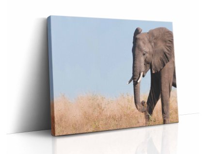 Poetický obraz slona pod nekonečným modrým nebem, který vnese klid a majestát do vašeho domova.