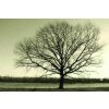 Obraz Strom v samotě - Obraz na plátně