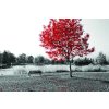 1340 obraz strom s cervenym listim obraz na platne