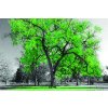 Obraz Strom se zeleným listím - Obraz na plátně