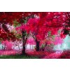 1349 obraz cernobily strom s cervenym obraz na platne