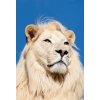 1439 obraz lev s modrou oblohou obraz na platne