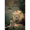 1469 obraz lev a jeho mlade obraz na platne