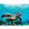 ani 3 Obrazy na Plátně Majestátní mořská želva