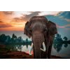 Obraz s indickým slonem: ztělesnění síly a klidu, malba v sytých barvách, která oživí každou místnost.