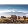 Obraz zachycující ikonické slony s horou Kilimandžáro, barevná symfonie přírody pro váš interiér.