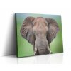 Obraz slona na živoucím zeleném plátně přináší klid a africkou divočinu do vašeho domova.