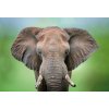 Umělecký obraz slona v sytě zeleném odstínu, symbol síly a moudrosti, ozdobí vaši zeď.