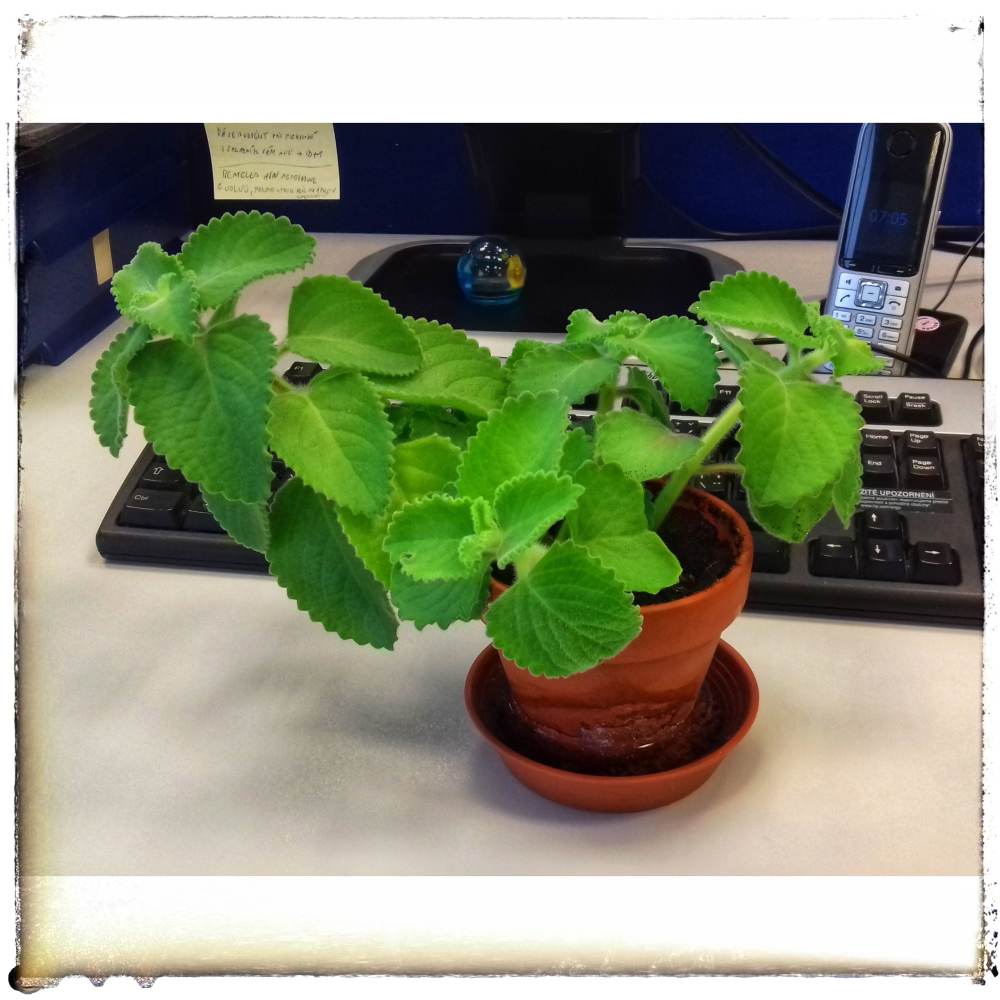 První kořínky a rostlinka