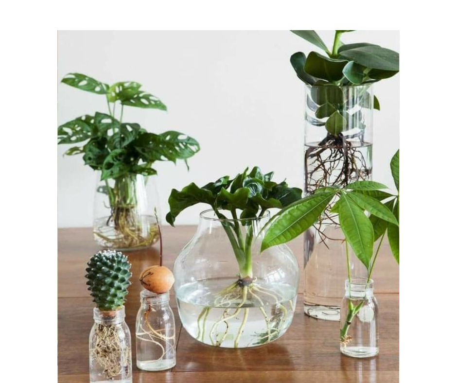 Hydroponie pro začátečníky, tipy a rady