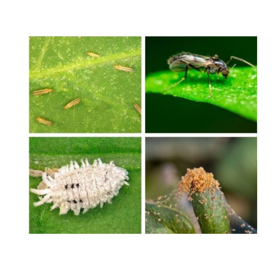 Jak Bojovat proti Škůdcům u Rostlin: Účinné Tipy a Metody