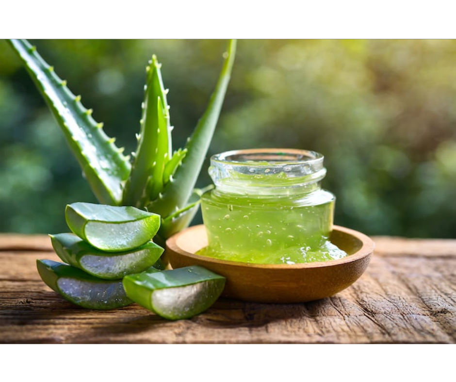 Jak pěstovat aloe vera