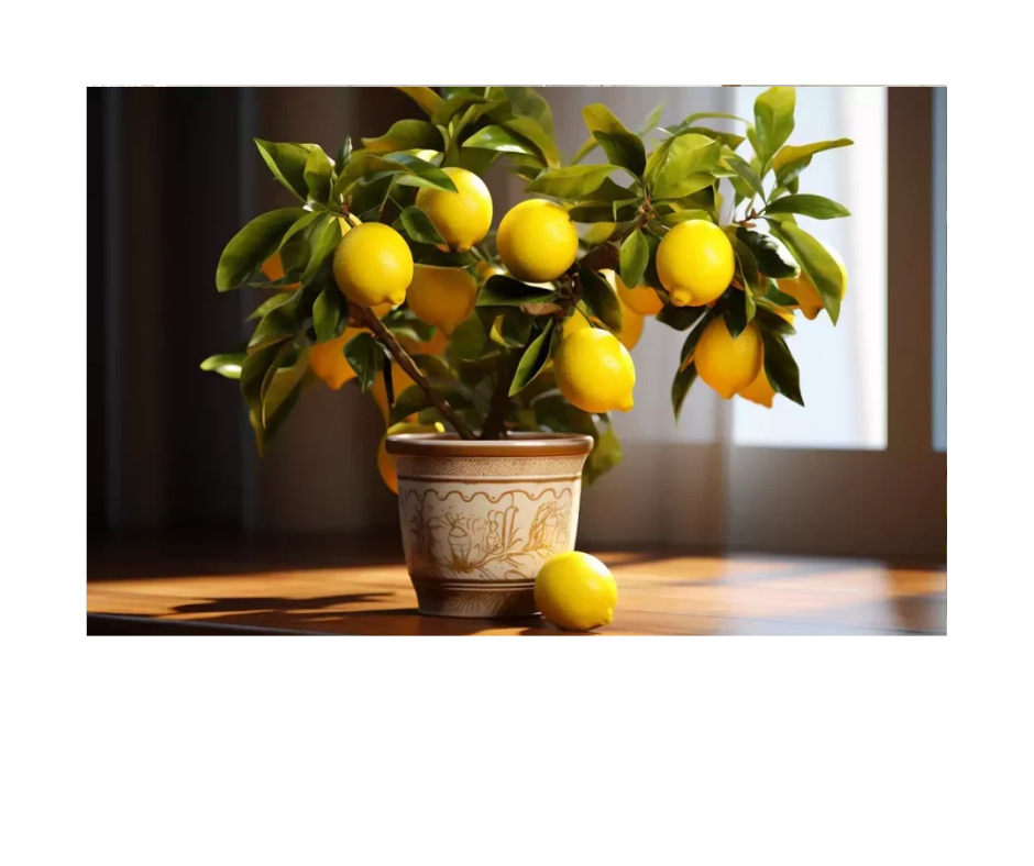 Jak se starat o citrónovník