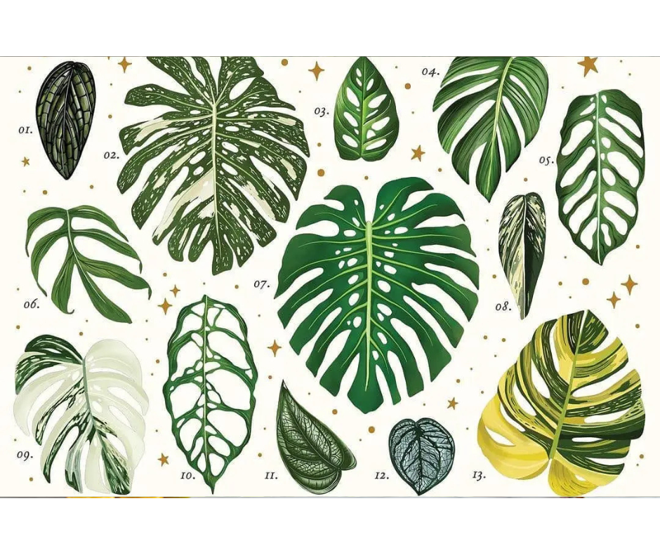 Jaké jsou druhy Monster