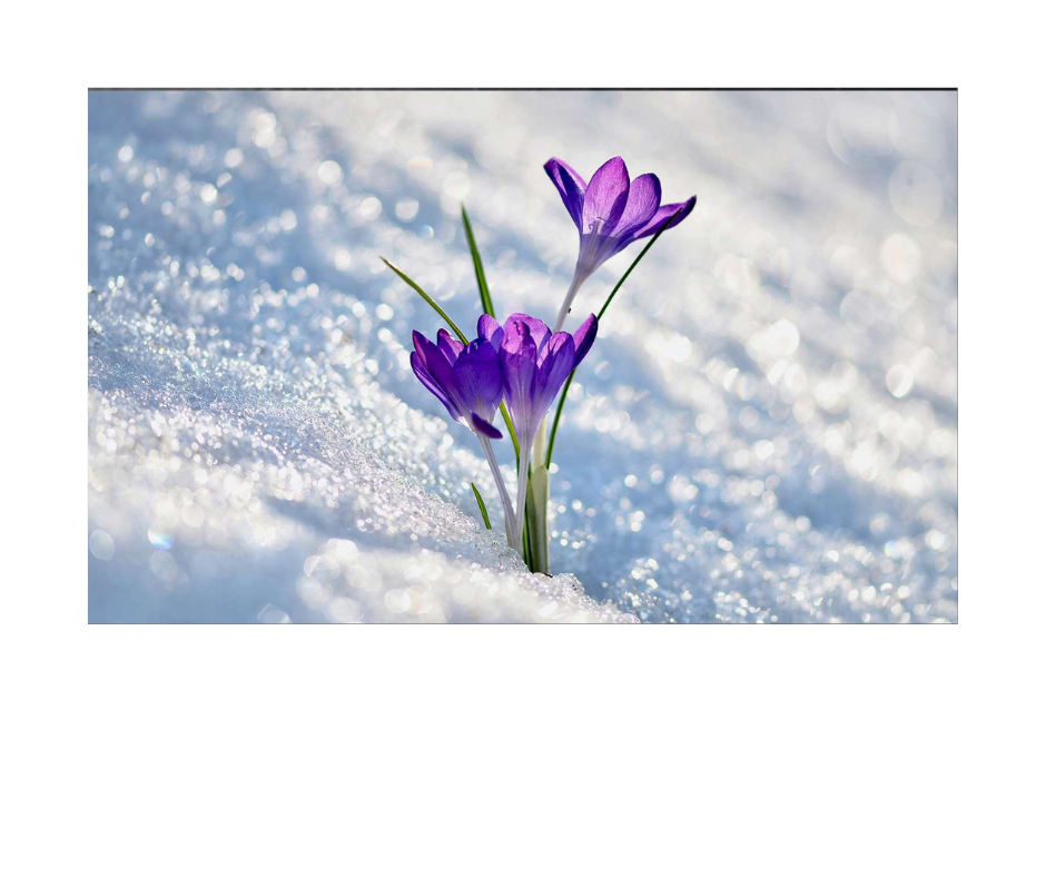 Jaké rostliny lze pěstovat v zimě venku