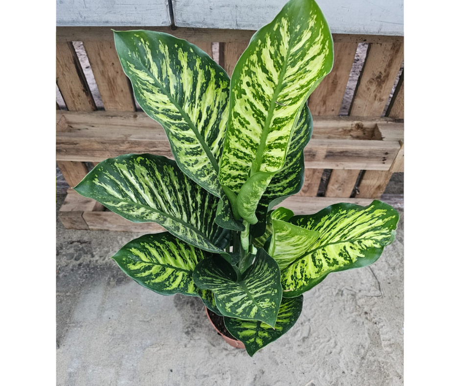 Jedovaté rostliny pro zvířata