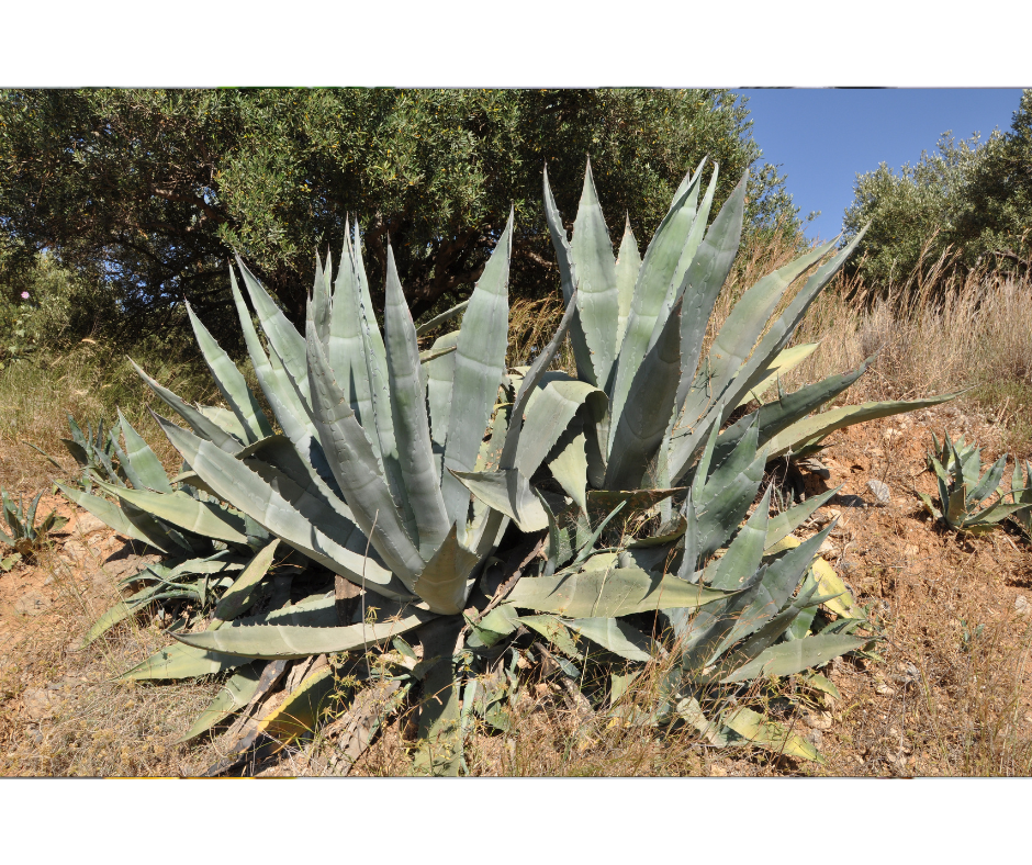 Mexiko na zahradě - Agave