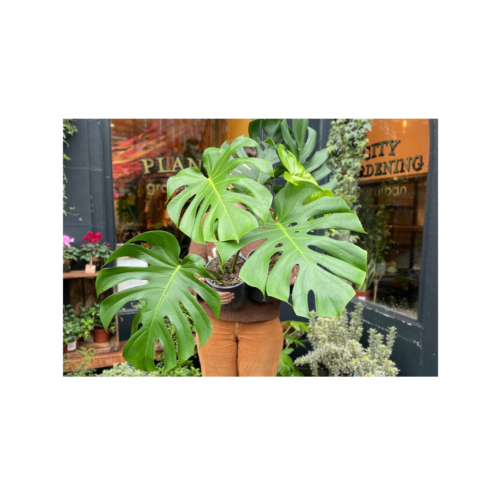 Monstera pěstování rady a tipy