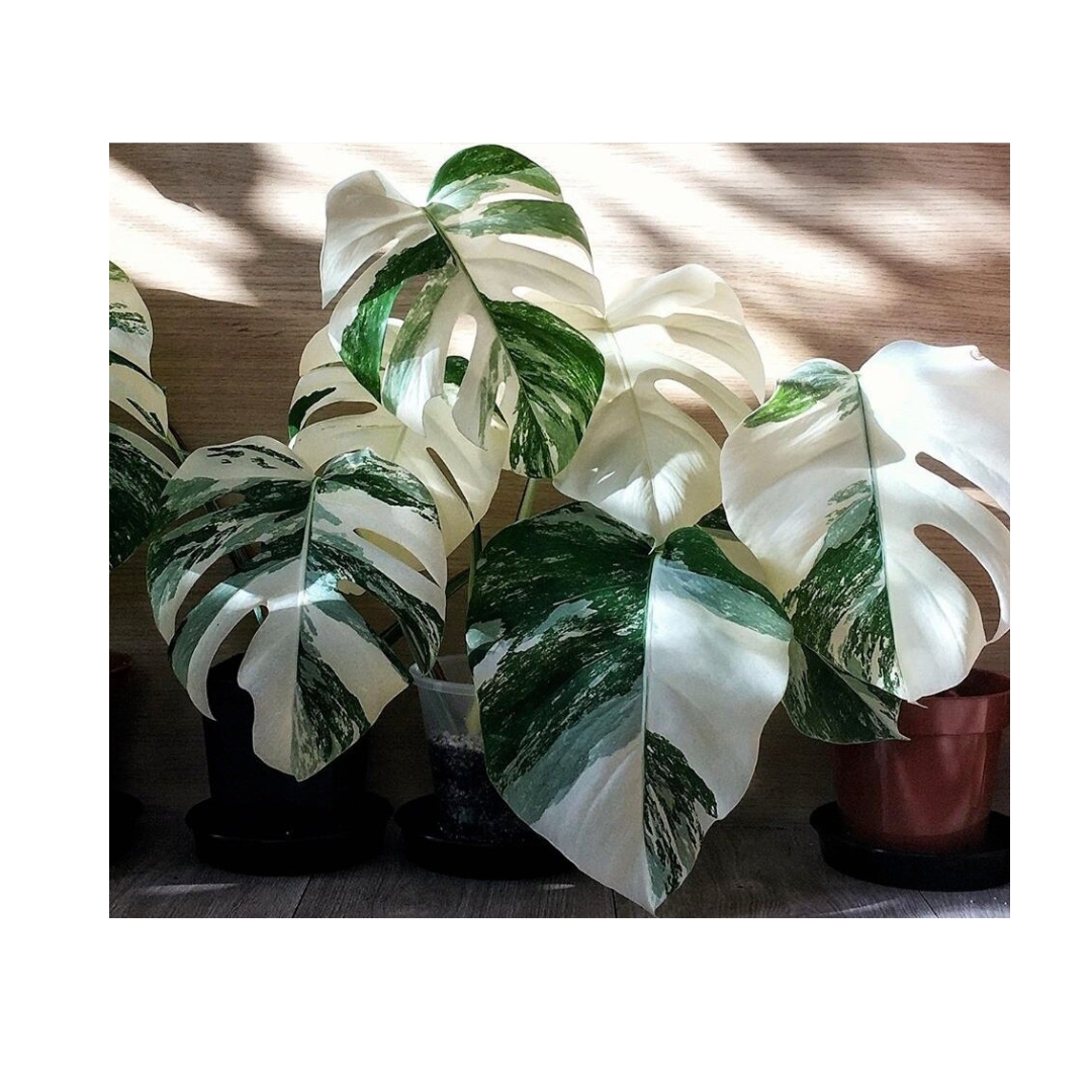 Na co si dát pozor při pěstování panašovaných rostlin