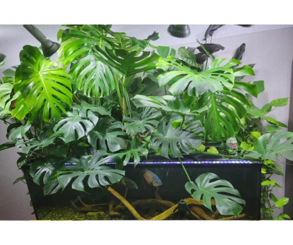 Pěstování pokojovek v akváriu