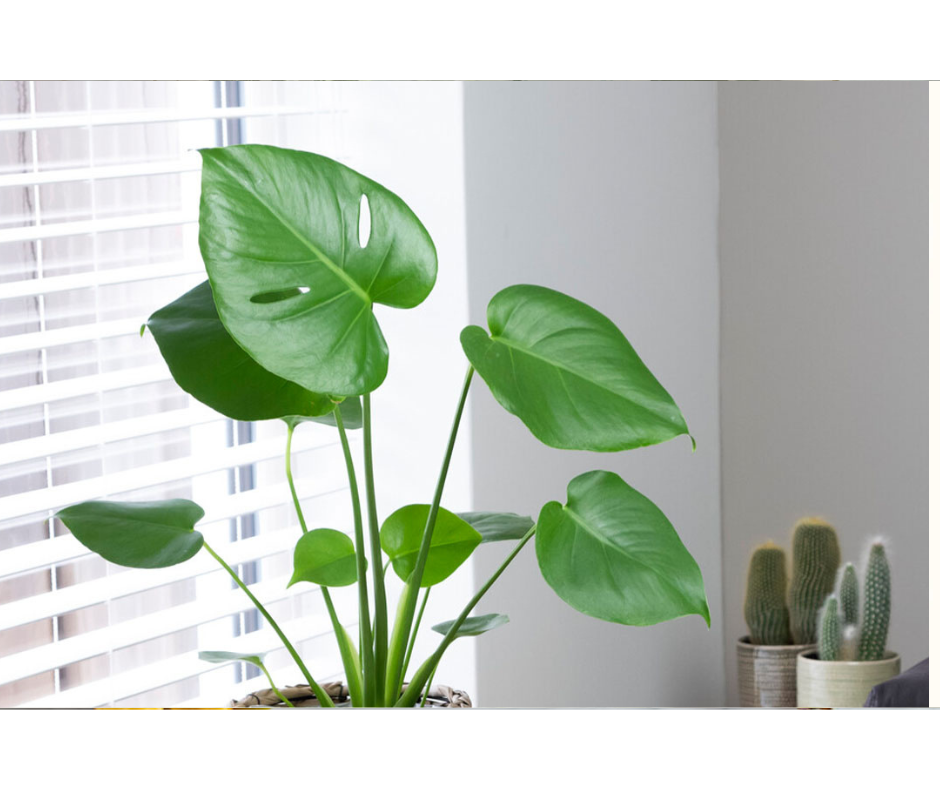 Proč má monstera nemá děrované listy