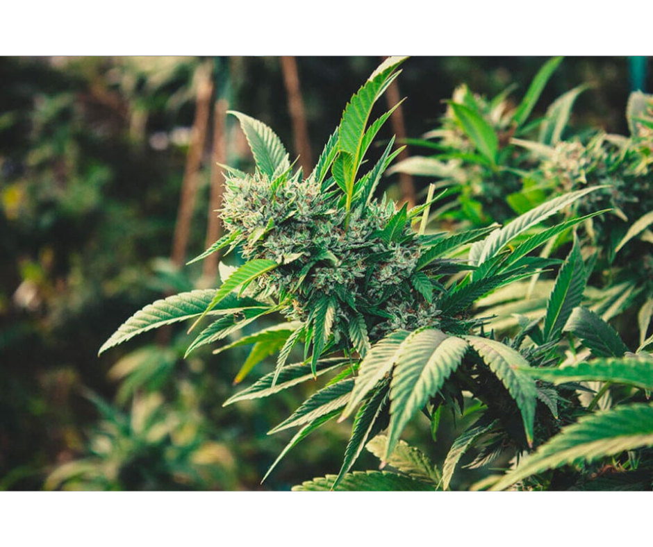 Proč ohýbat listy konopí