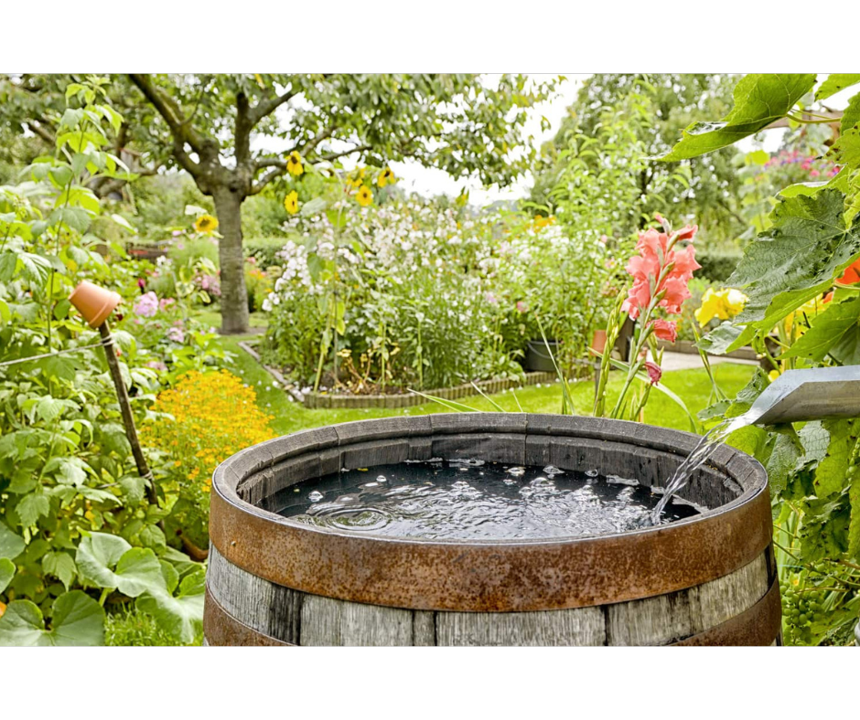 Proč zalévat dešťovkou