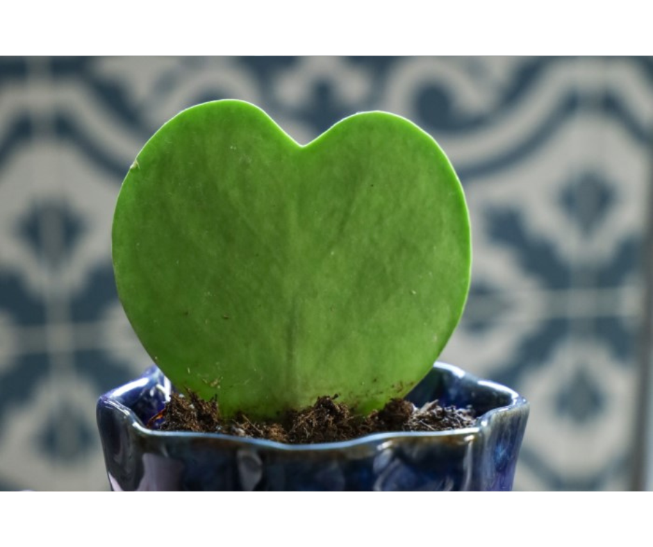 Průvodce pěstovánim: Hoya