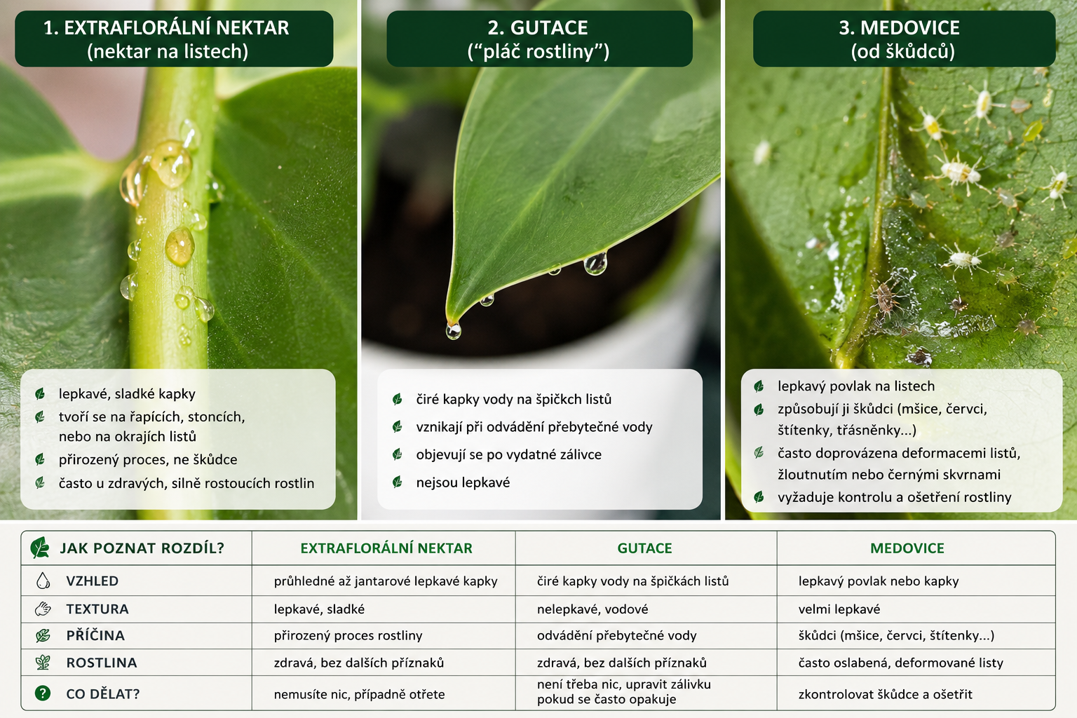 Infografika porovnávající extraflorální nektar, gutaci a medovici na listech philodendronu včetně hlavních rozdílů.