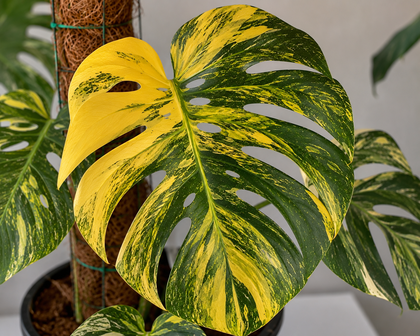 Monstera deliciosa Aurea s výraznou žlutou variegací na velkém fenestrovaném listu. Zlatožluté až limetkové pruhy a mramorování kontrastují s tmavě zelenými částmi listu, zatímco rostlina roste na mechové opoře v interiéru s rozptýleným denním světlem.